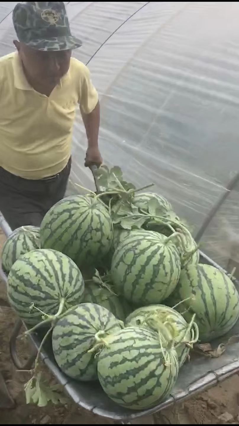 早佳8424西瓜种子 抗裂早佳8424~早熟皮薄较耐裂瓤红抗
