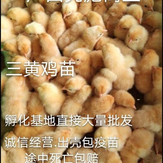 南宁三黄鸡苗 三黄鸡.三黄鸡公苗.包打疫苗.包运输.包活