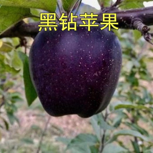 沭阳县 新品种黑钻苹果树苗南北种植嫁接黑钻苹果苗当年结果正宗黑苹果苗