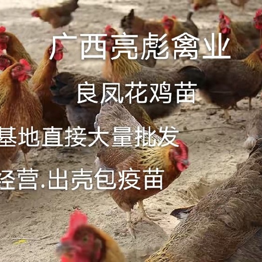 南宁良凤花鸡苗 良凤花鸡.包打疫苗.品质靓