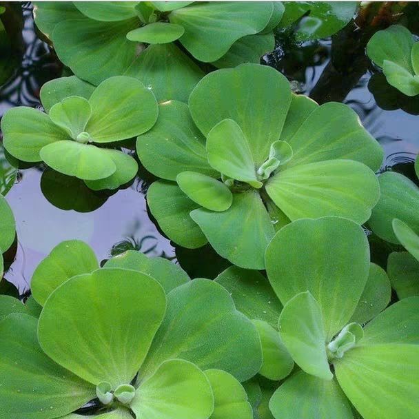 水芙蓉批发 水芙蓉水浮莲水葫芦植物水生水养浮萍水草植物种籽水莲花淡水包邮价格1 5元 棵 惠农网触屏版