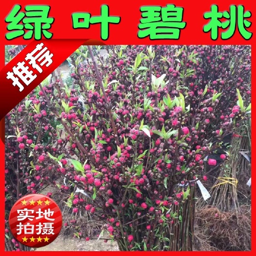 阳朔县绿叶碧桃 观赏桃花 红叶碧桃 可以用作园林绿化工程项目