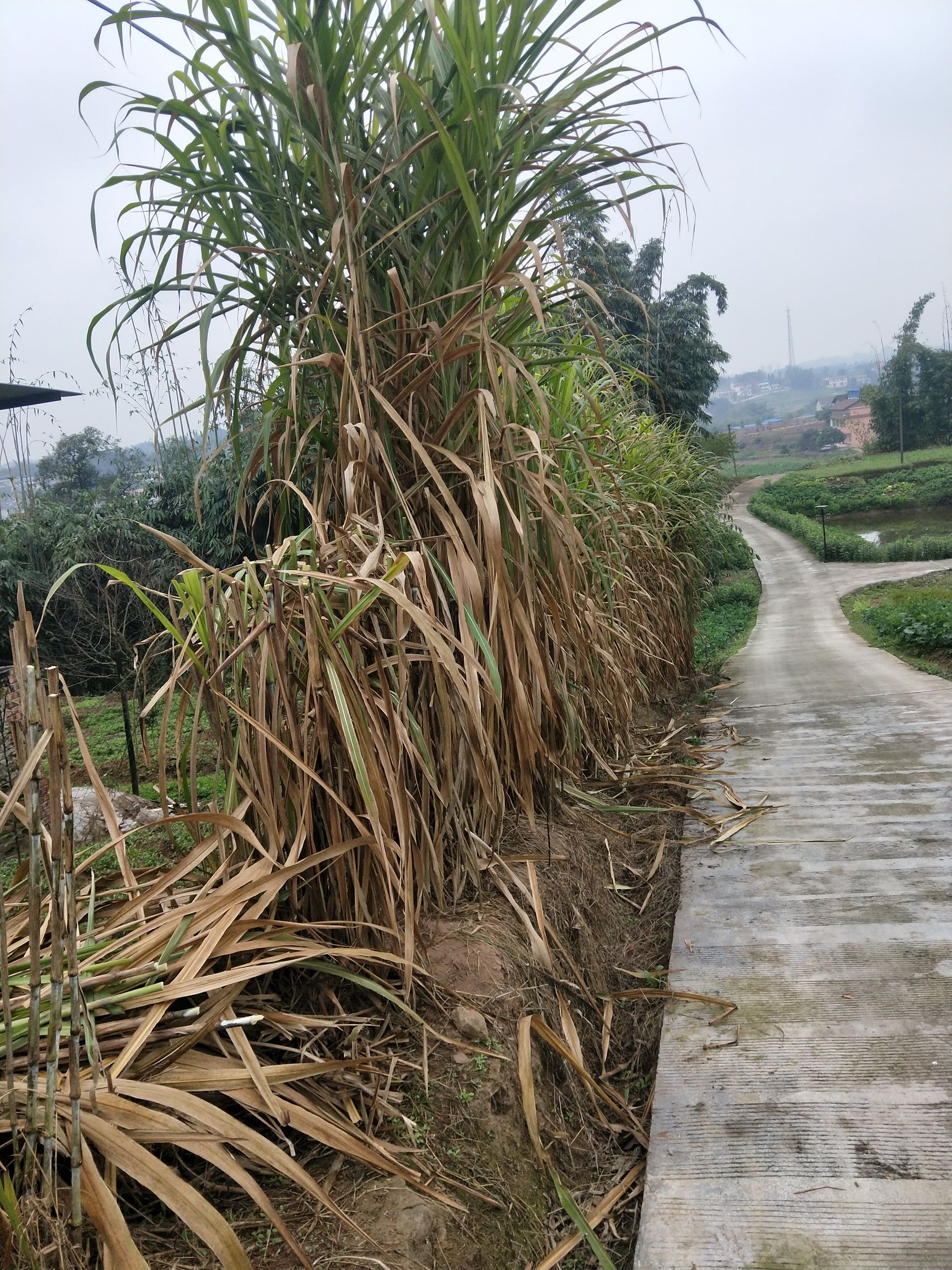 青绿饲料  皇竹草