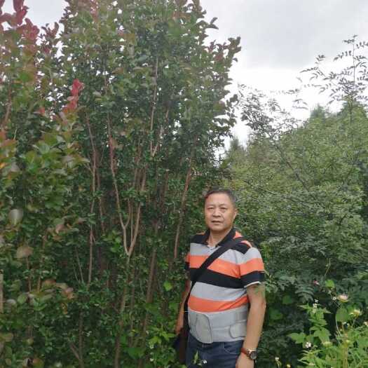 盐源县6年丛生美国紫薇便宜卖咯