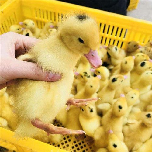 南宁 一点头鸭苗