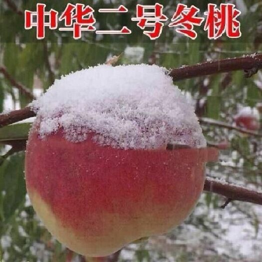 平邑县冬桃苗 自家冬桃育苗品种纯度高南北方均可种植包成活