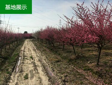鄢陵县红梅2到10公分