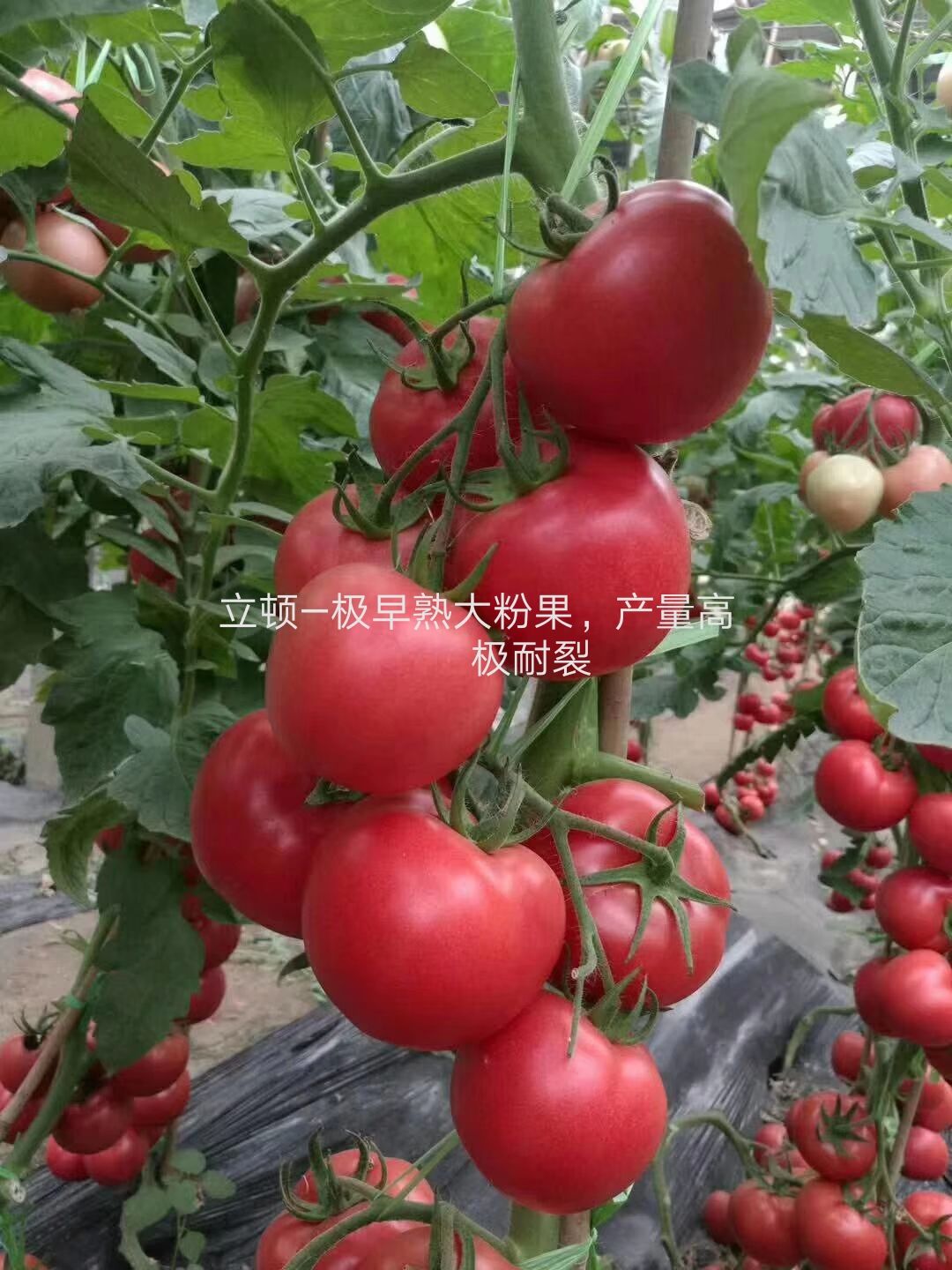 硬粉番茄苗  早春越夏早熟番茄——立顿，高产西红柿耐热耐裂