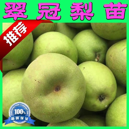 阳朔县翠冠梨苗 桂花梨苗 二年嫁接苗 苗子粗壮 根系发达好成活
