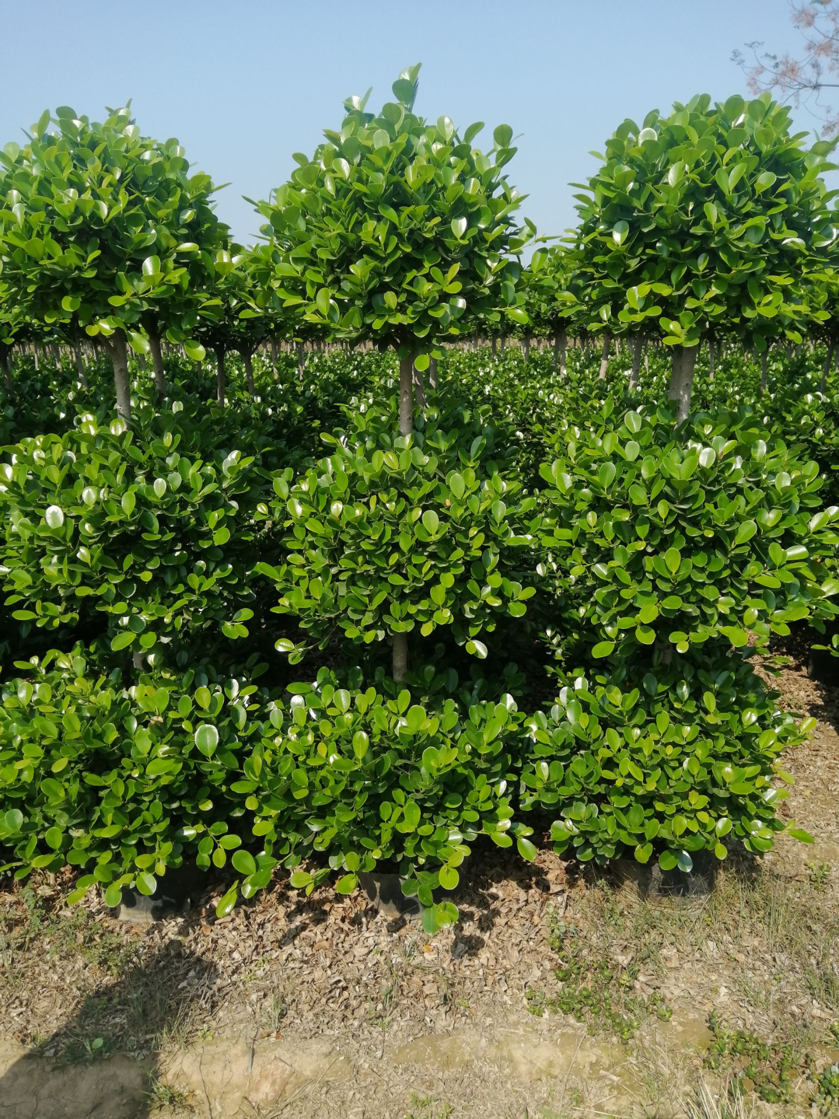 火山榕 自产自销 现货不多