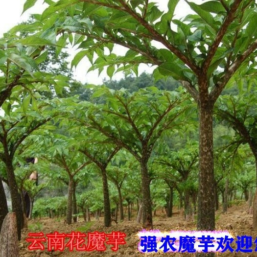 云南花魔芋质优价廉产量高购种送技术包回收