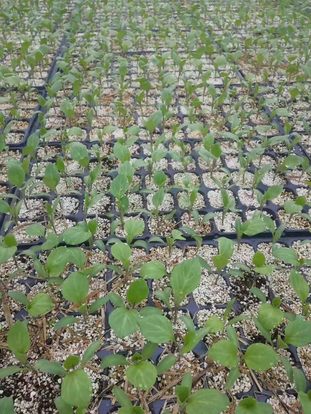 种植土 育苗基地专用基质，大包装，更实惠 量更大 100L