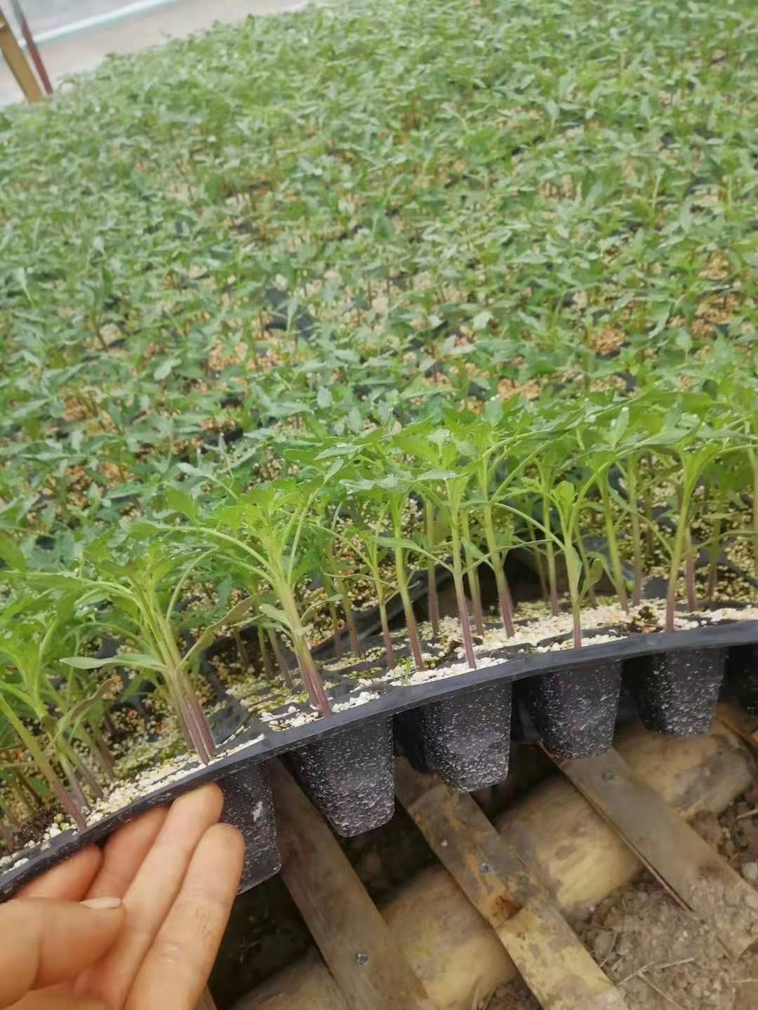 种植土 育苗基地专用基质，大包装，更实惠 量更大 100L