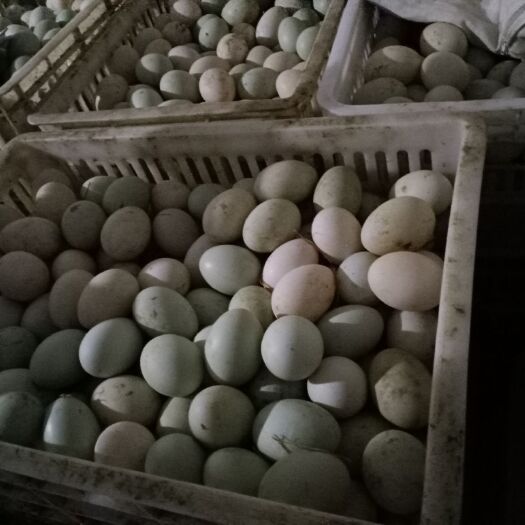 徐州 鸭苗——绿头鸭