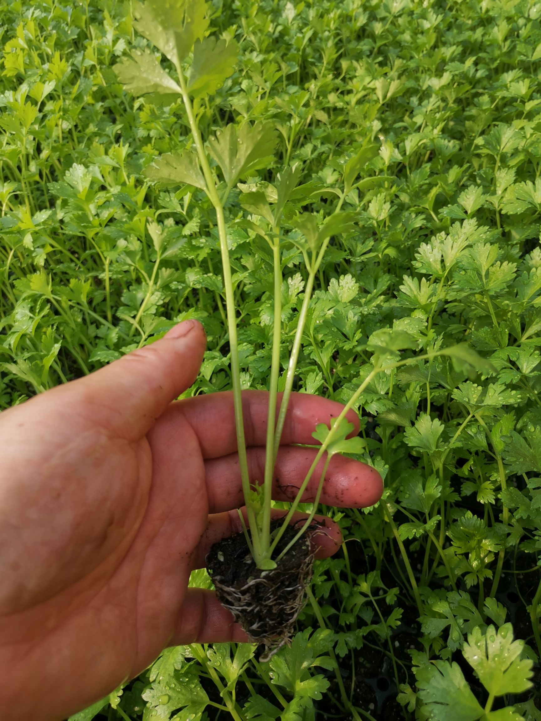 包菜苗  甘蓝苗，50000棵，西兰花30000，苦瓜苗，3