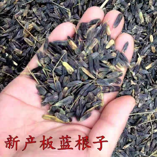 板蓝根种子 大青叶种子药材种子药材板蓝根种籽春夏秋都可种包正