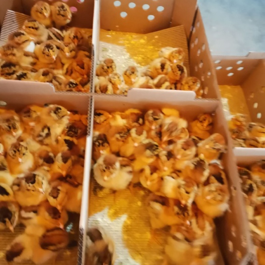 南宁 良凤花鸡苗