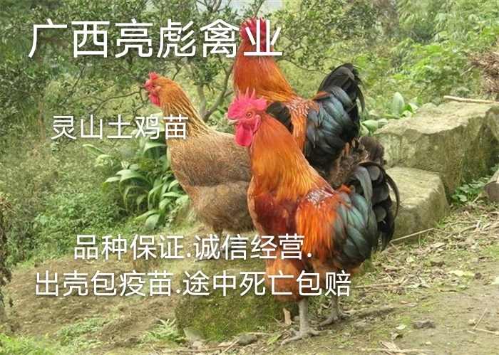 南宁 正宗灵山土鸡苗.孵化厂直销.大量批发