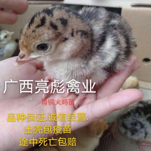 南宁 火鸡苗.贝帝娜.青铜火鸡苗.出壳包疫苗.品种保证