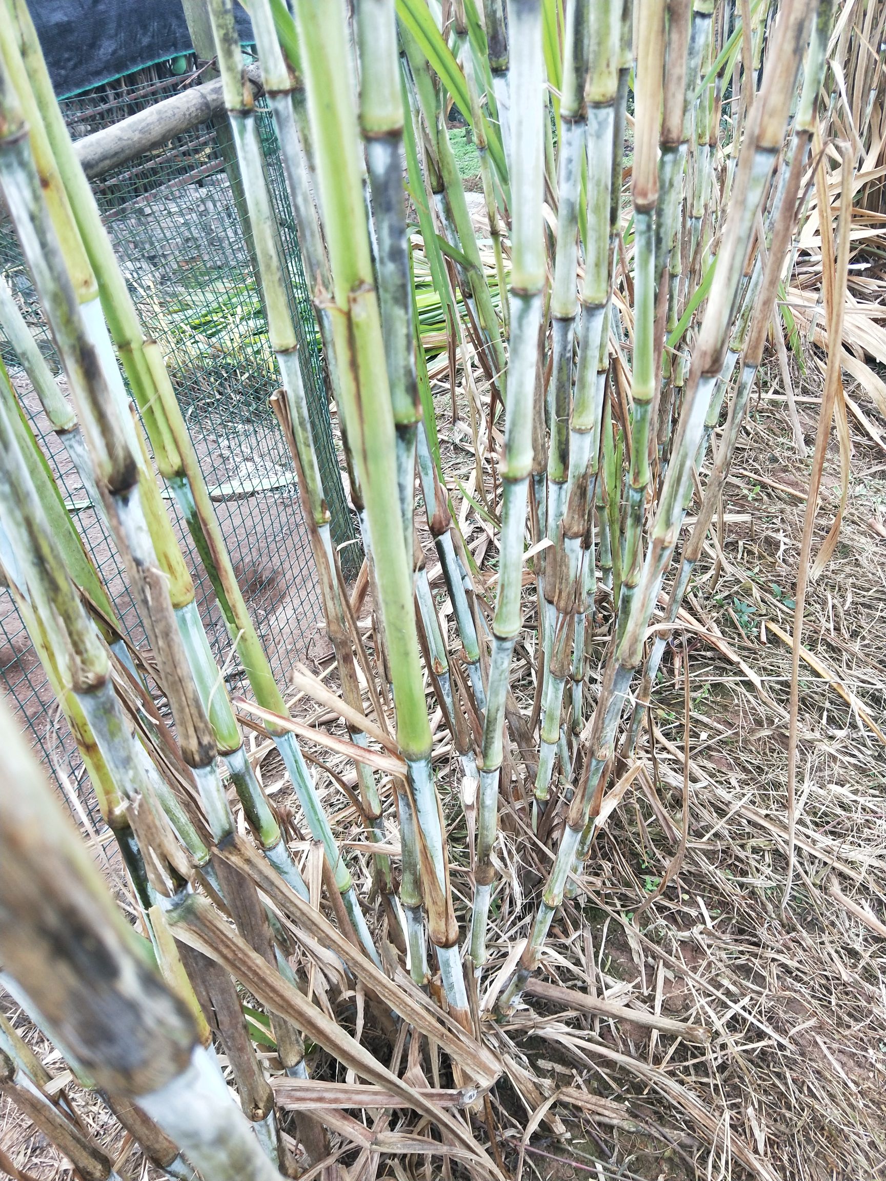 青绿饲料  皇竹草