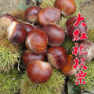 平邑县【有好货】板栗树苗大红袍迁西板栗包邮保死苗补提供技术