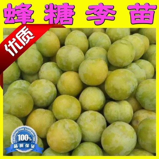 阳朔县蜂糖李树苗 蜂糖李子苗 青脆李树苗 品种保证 可以提供种植技
