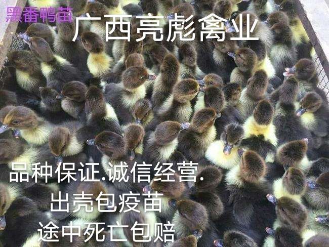 南宁 黑番鸭苗.出壳包疫苗.孵化基地直接批发