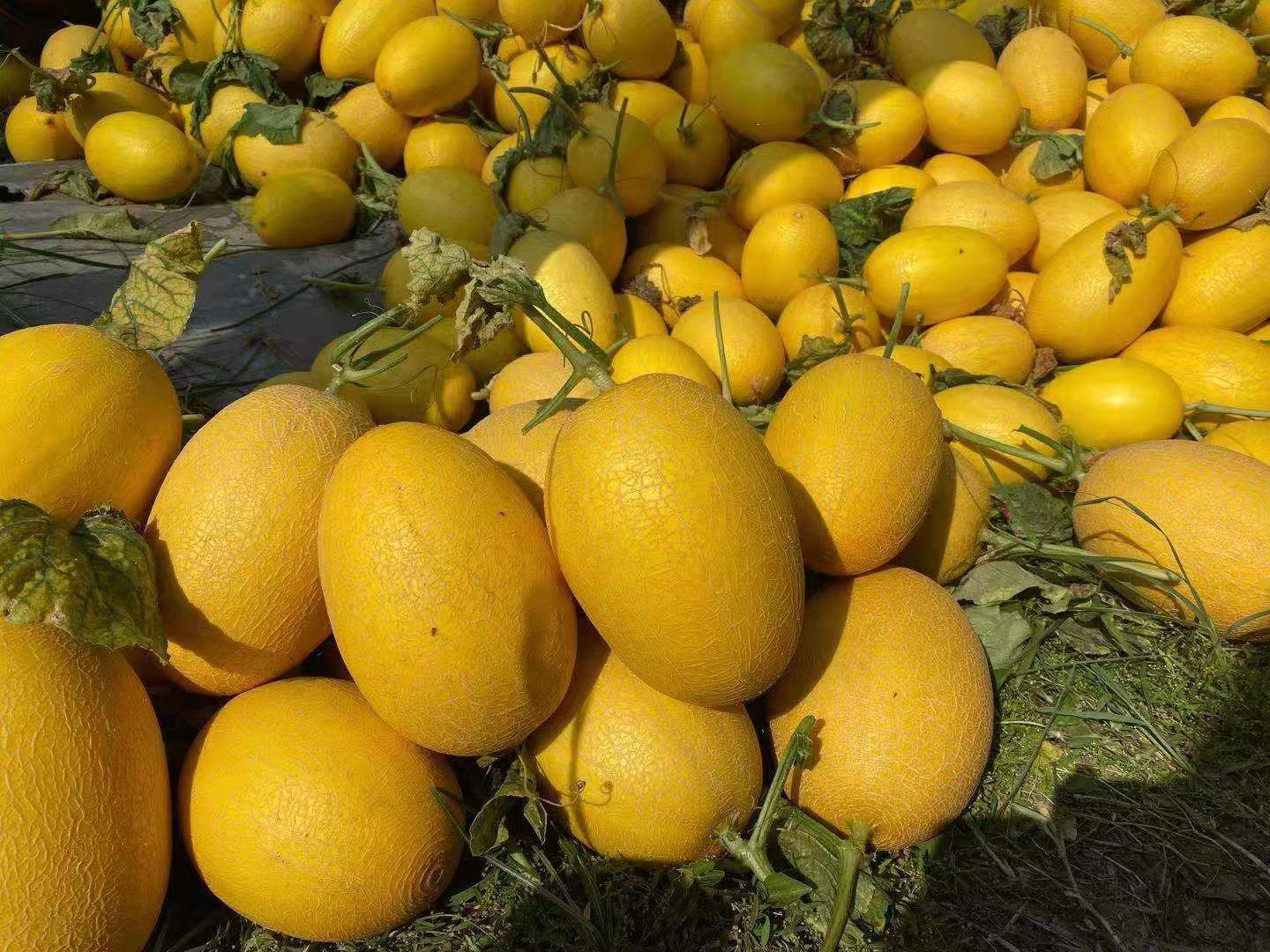 供应凰金六号，凤金六号哈密瓜   产地直供   现摘现发