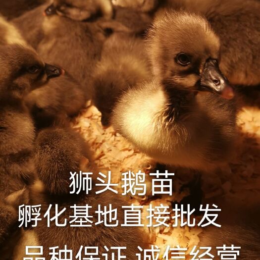 南宁狮头鹅苗 正宗黑狮头鹅.品种保证.技术指导.出壳疫苗.