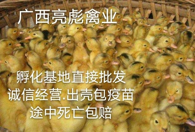 南宁 多蛋鸭苗.出壳包疫苗.孵化基地批发
