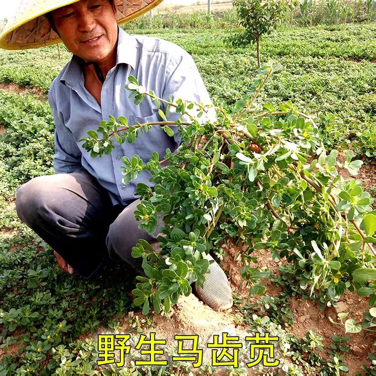 马齿苋种子野菜种子菜籽长寿菜种子春季蔬菜种子亩用2-3斤