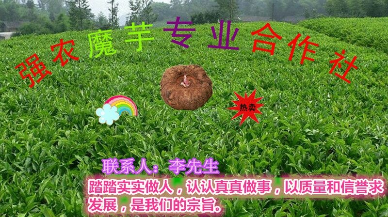 富源县魔芋种子云南产地直供周边送货供技术包回收