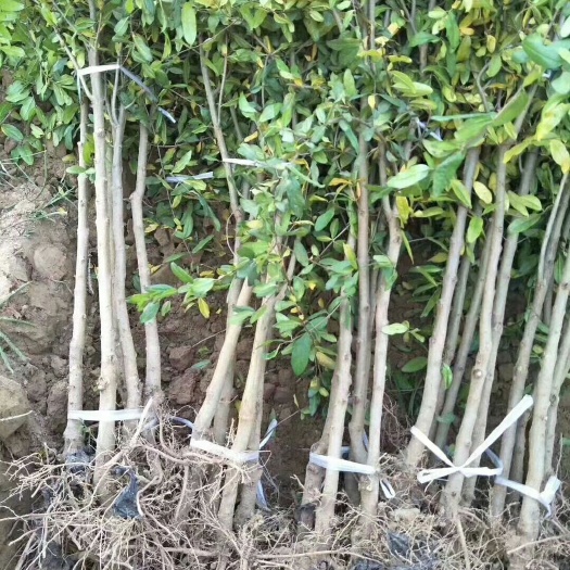 彭州市河阴软籽石榴苗 品质保证 假一赔十