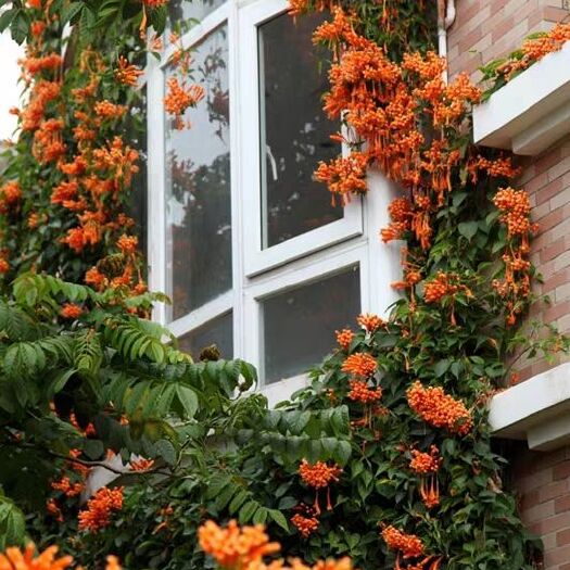 沭阳县凌霄苗 攀援花卉绿植炮仗花苗盆栽紫藤凌霄花庭院爬藤植物红花苗