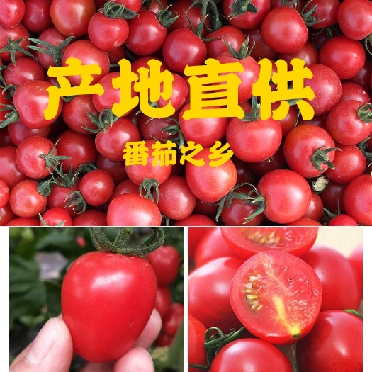 济南 圣女果产地实力供货，货源量大，货源稳定，长期供应，诚信招商