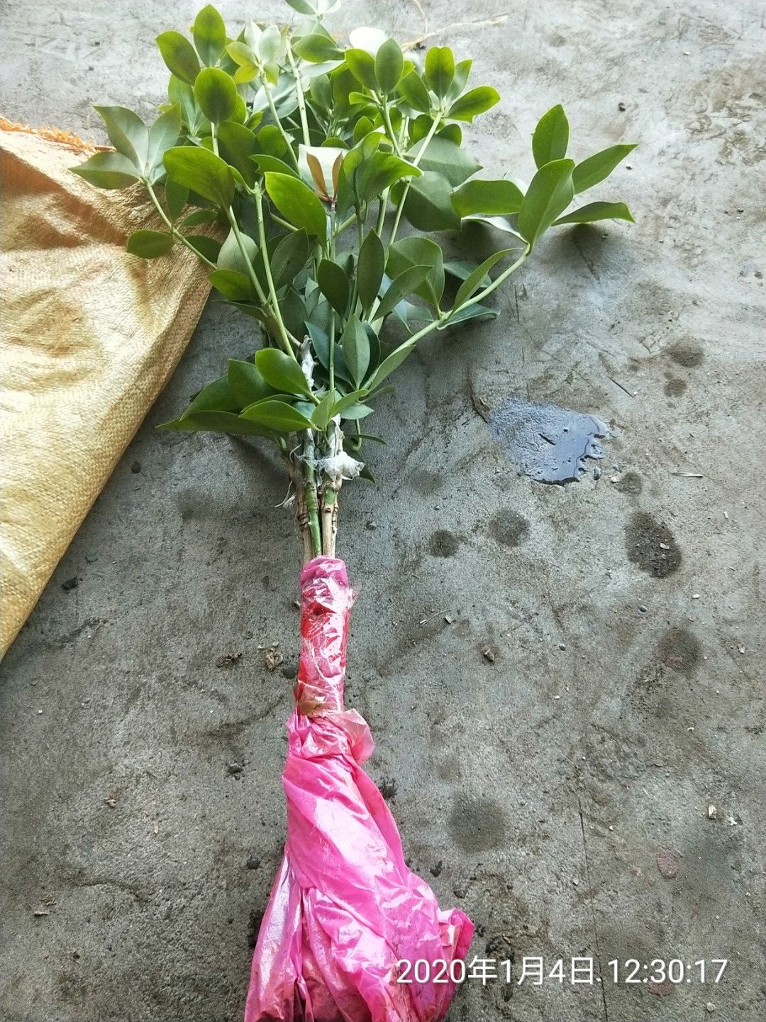 八角树  大红八角苗，杯苗，地苗