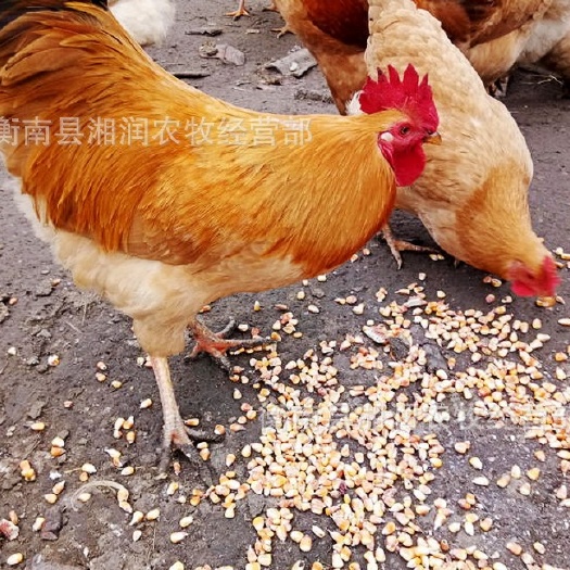 衡南县 优质湘黄土鸡苗三黄土鸡衡阳土鸡苗量大价优