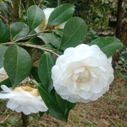 浦城县茶花树 80~100cm