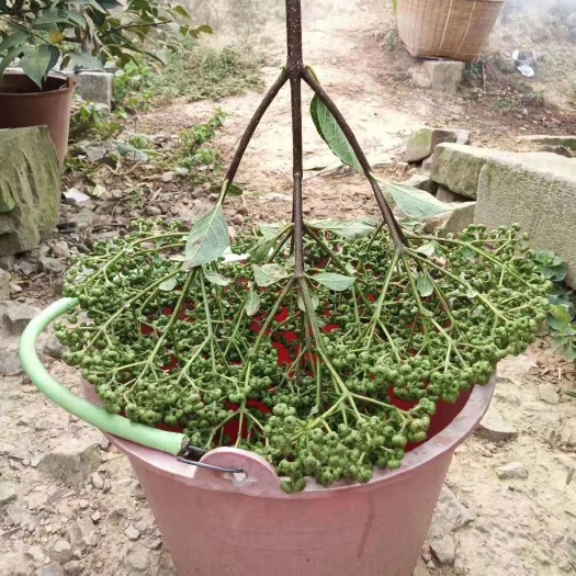 河池 正宗改良品种高产量中花吴茱萸苗