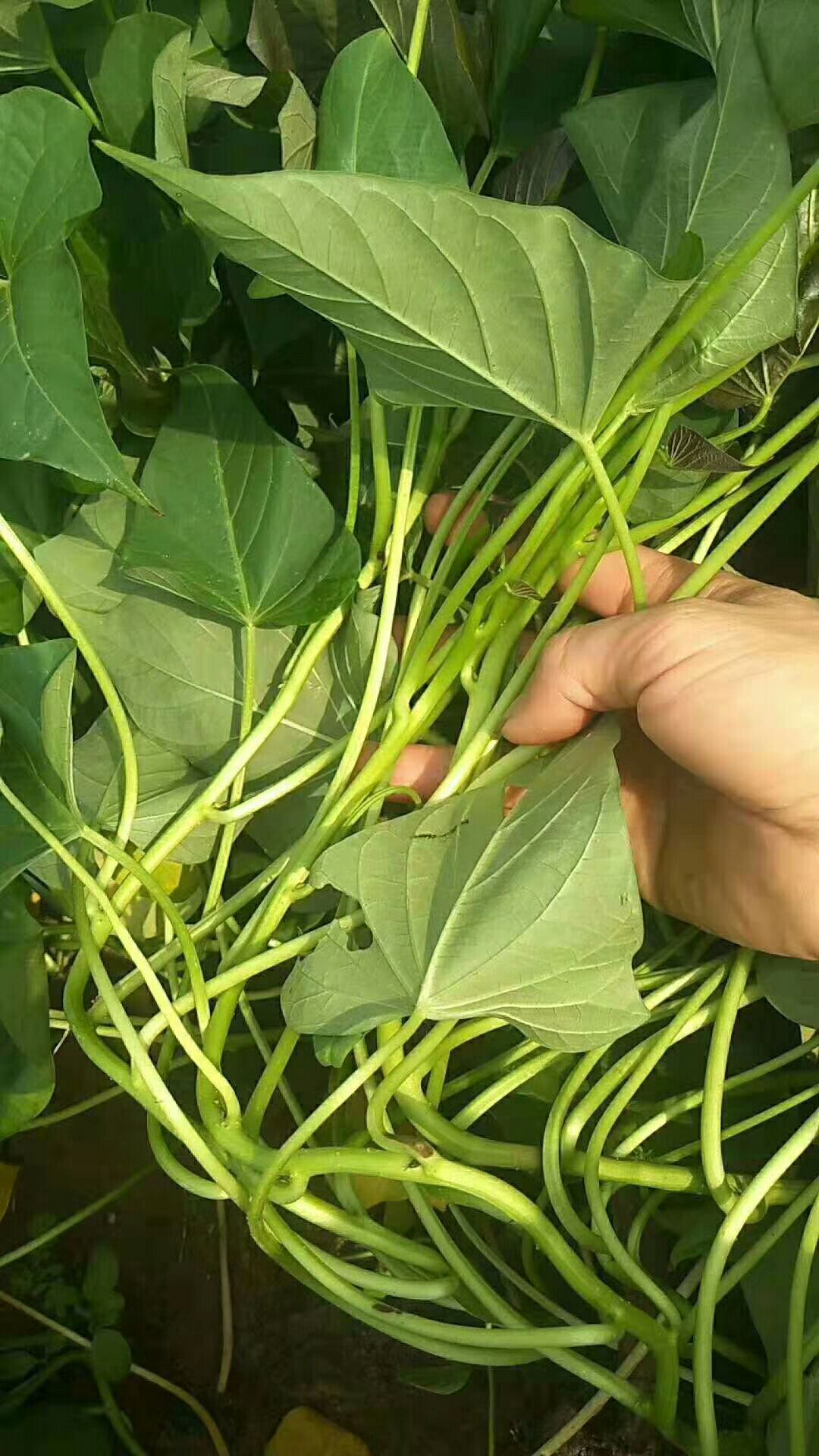 龙薯9号地瓜苗25㎝~30㎝脱毒种薯，早熟高产品种，基地直供