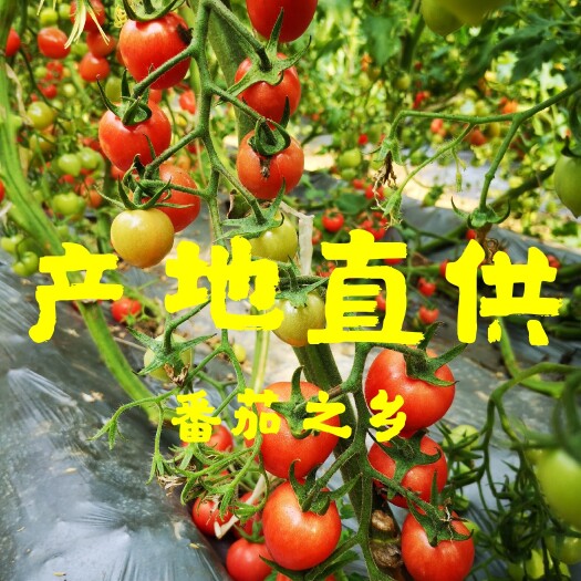 济南贝贝1号圣女果 产地实力供货，货源组织能力强，货源稳定，长期供应，诚信招商