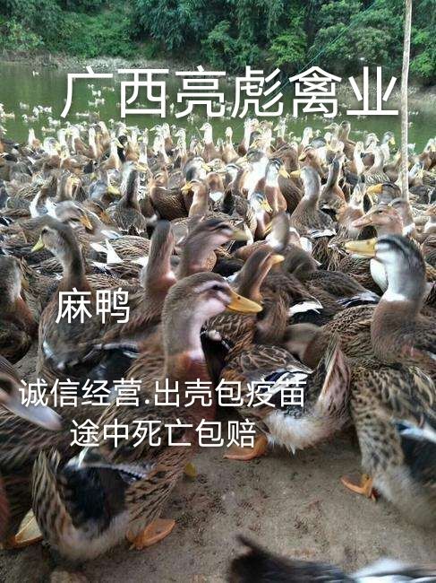 南宁麻鸭苗 麻鸭.包打疫苗.孵化基地直接发货