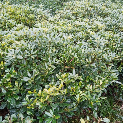 酉阳 黄杨海桐球