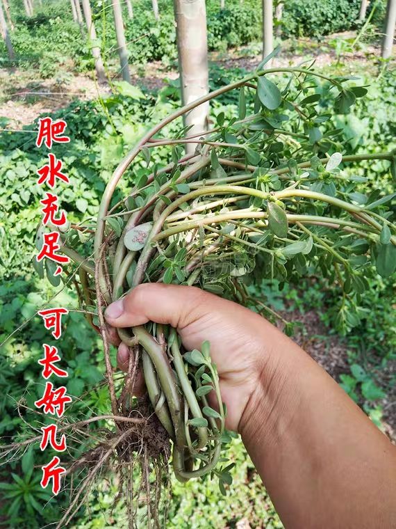 马齿苋种子野菜种子菜籽长寿菜种子春季蔬菜种子亩用2-3斤