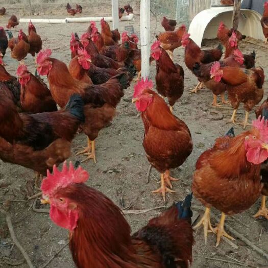 漳县红玉鸡苗 红玉380长七八斤