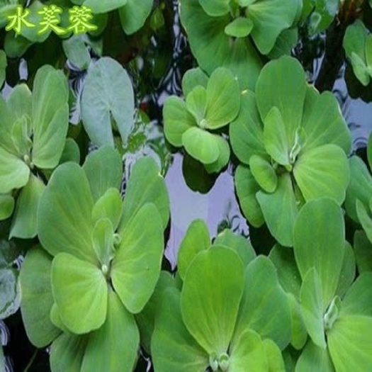新沂市 水芙蓉水浮莲水葫芦植物水生水养浮萍水草植物种籽水莲花淡水包邮
