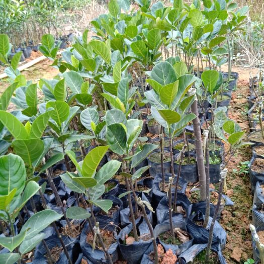 灵山县马来西亚一号菠萝蜜苗 马来西亚一号菠萝蜜，四季菠萝蜜