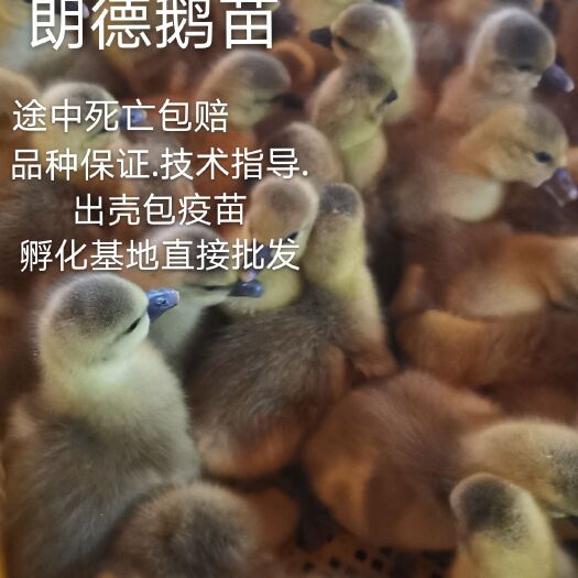 南宁 法国朗德鹅苗.品种保证.诚信经营.技术指导.出壳包疫苗.