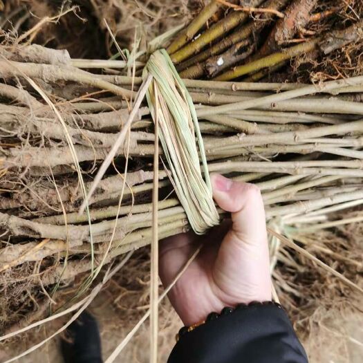 乐清市养蚕桑树苗 货真价实，成活率高