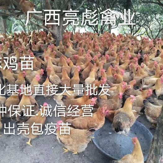 南宁 麻鸡苗.麻鸡公苗.母苗.毛色好.品质靓.疫苗包打